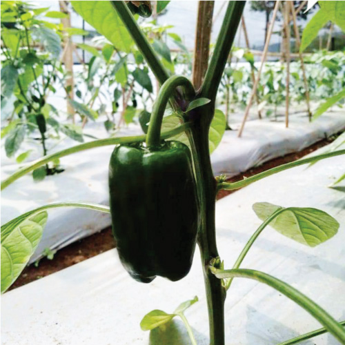 tani-murni-indonesia-website-product-page-category-paprika-TI096-image-1