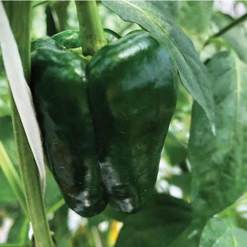 tani-murni-indonesia-website-product-page-category-paprika-TI096-thumbnail